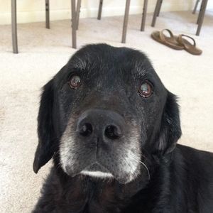 Meet your Posher, Dell